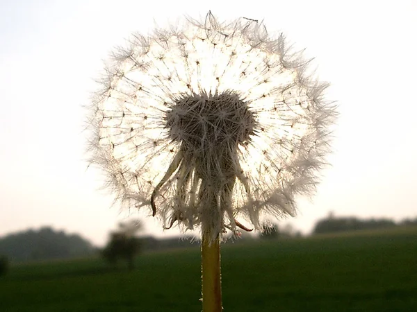 大自然のタンポポの花を間近で見られる — ストック写真