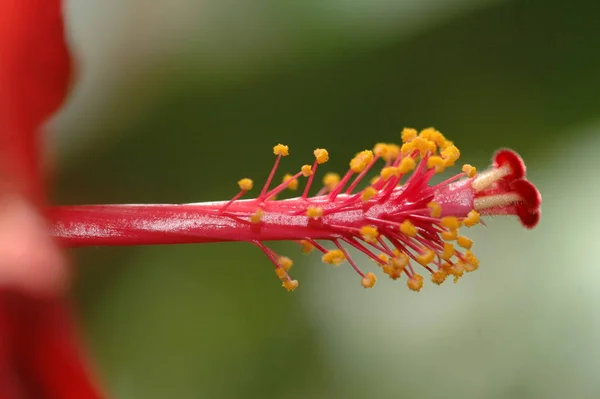 Vacker Blommande Blommor Natur Bakgrund — Stockfoto