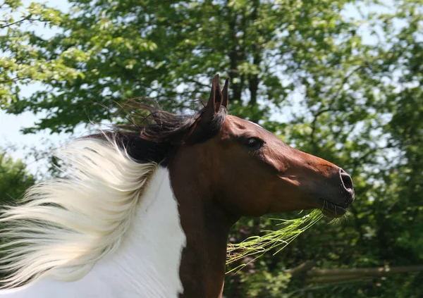 Hat Den Pinto Bei Einem Fotoshooting Nach Dem Motto Wer — Stockfoto