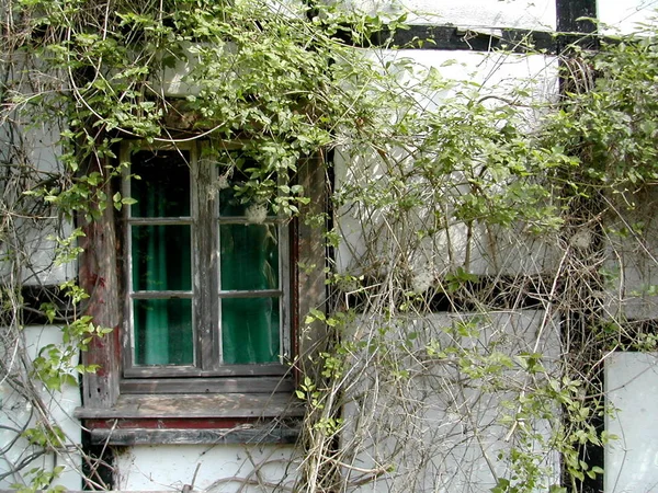 緑の植物と古い木製の窓 — ストック写真