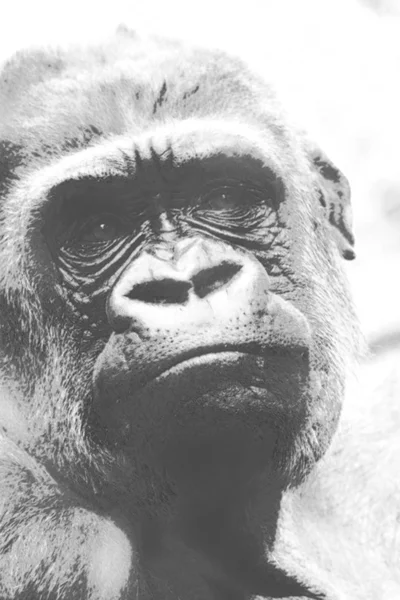 Gorillaapa Primatdjur — Stockfoto