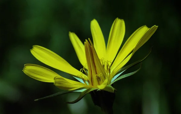 Bloemen Mei Juni Het Eiland — Stockfoto