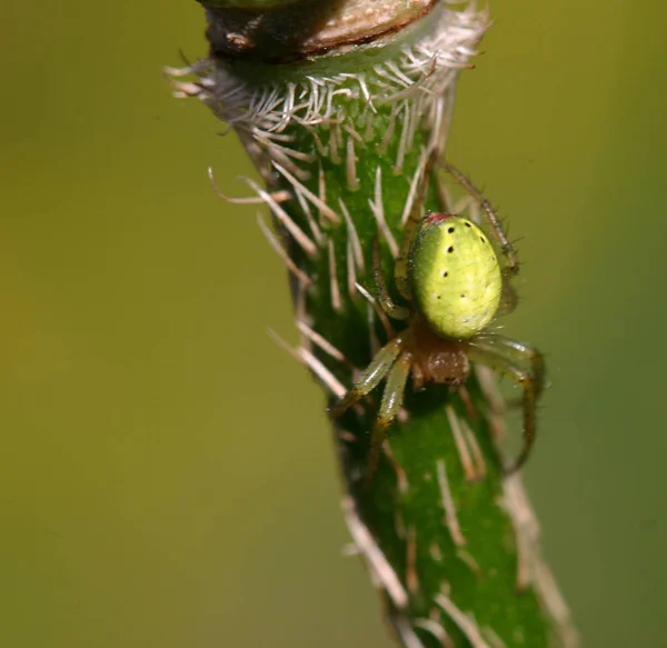 Gruselige Spinne Furchterregendes Insekt — Stockfoto