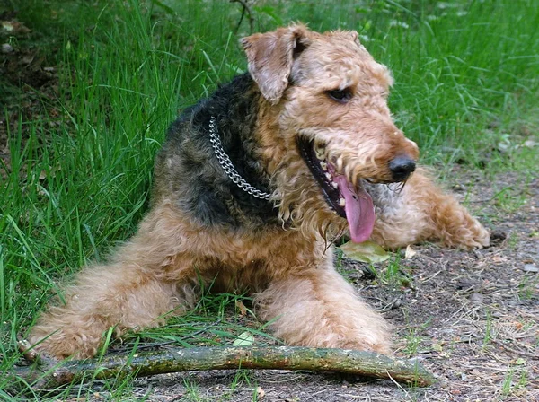 Airedale Janosch Rilassa Dopo Crosta Una Volta Airedale Sempre Airedale — Foto Stock