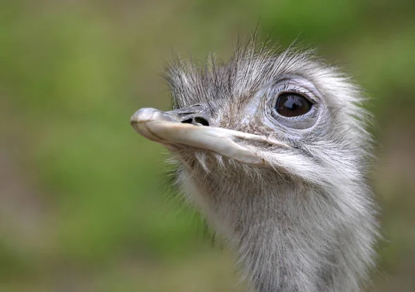 屋外での鳥の絵のようなショット — ストック写真