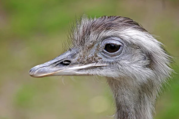 ダチョウの鳥野生生物 — ストック写真