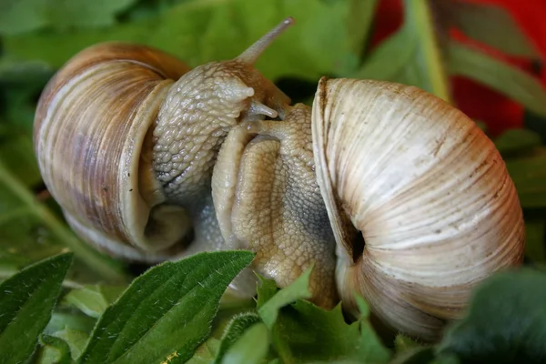 Incidentally Very Tender Love Foreplay Snails Hours Take Actual Mating — Foto Stock