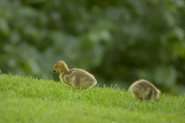 Die Kanadagans Die Mit Der Reise Kommt Nnikon Digital 400Mm — Stockfoto