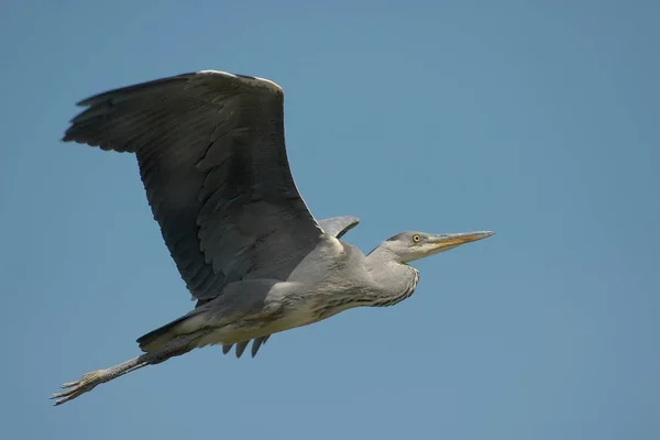 Den Grå Häger Nnikon Digital 400Mm — Stockfoto