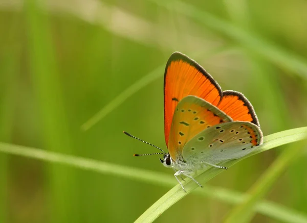 Gros Plan Bug Nature Sauvage — Photo