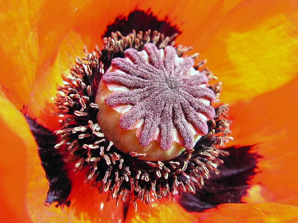 Widok Bliska Piękne Dzikie Kwiaty Maku — Zdjęcie stockowe