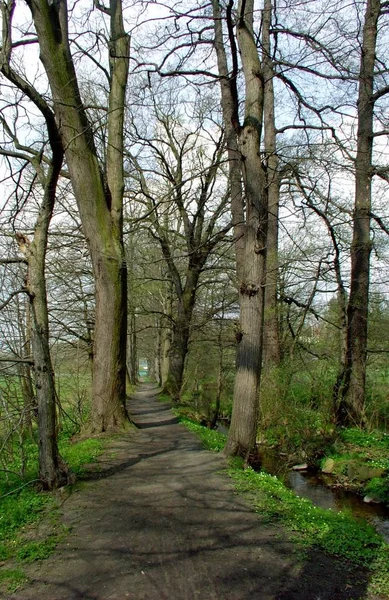 Schöne Landschaft Des Waldes — Stockfoto