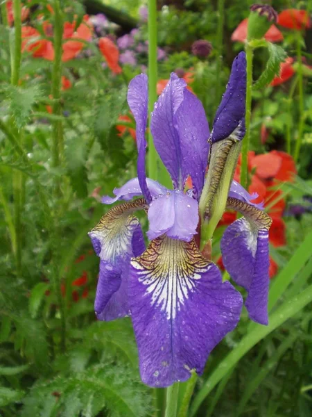 Vista Panoramica Bellissimo Fiore Iris — Foto Stock