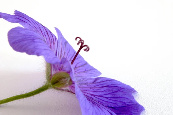 Cranesbill Violeta Flores Púrpura Pétalos Flora — Foto de Stock