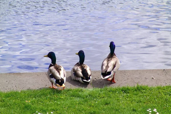 Aussichtsreiche Aussicht Auf Schöne Vögel Der Natur — Stockfoto