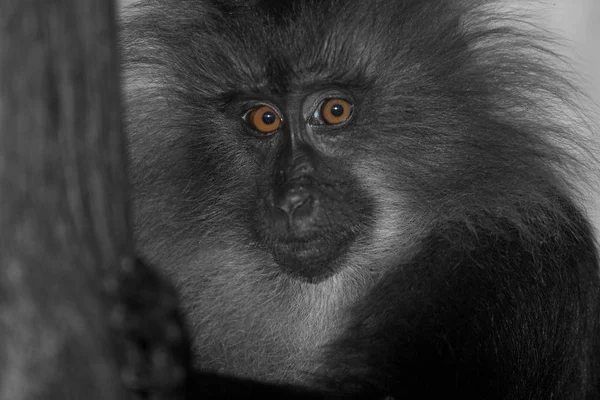 Monos Simios Animales Primarios — Foto de Stock