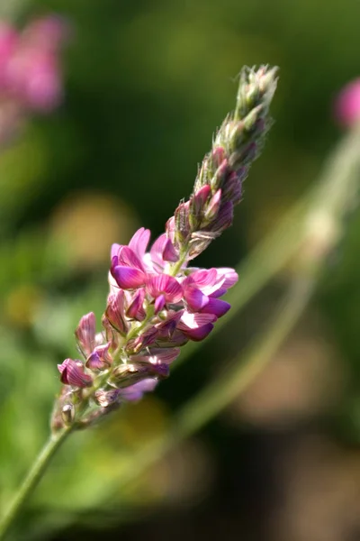 Scenic View Beautiful Lupine Flower — Stock Photo, Image