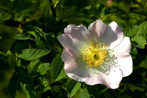 Bel Colpo Botanico Carta Parati Naturale — Foto Stock