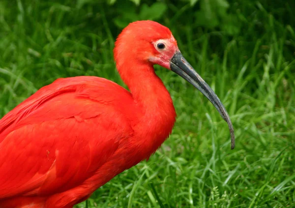 Est Que Quelqu Sait Quel Type Oiseau — Photo