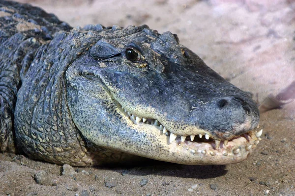 Verschiedene Lebensmittel Selektiver Fokus — Stockfoto