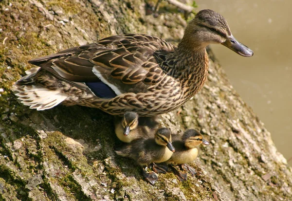 Observação Pássaros Tiro Patos Natureza Selvagem — Fotografia de Stock