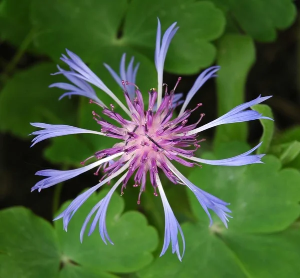 Vista Panorámica Hermosa Flor Aciano — Foto de Stock