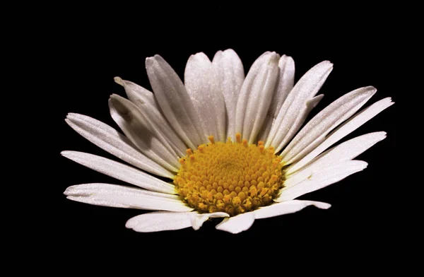 Gyönyörű Virágzó Virág Természet Koncepció Háttér — Stock Fotó