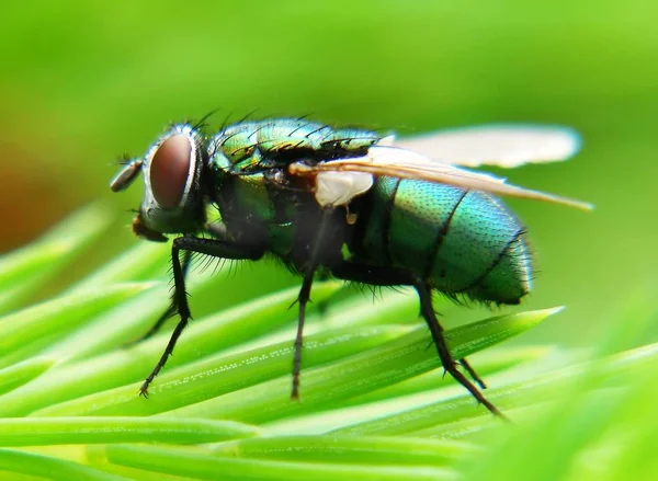 Als Schmeißfliegenfotograf Auf Das Risiko Gestempelt Werden — Stockfoto