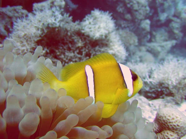 Clownfische Unterwasserriffe Mit Fischen — Stockfoto