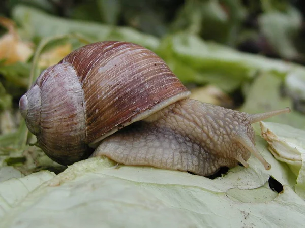 Sui Residui Lattuga Nel Compost — Foto Stock