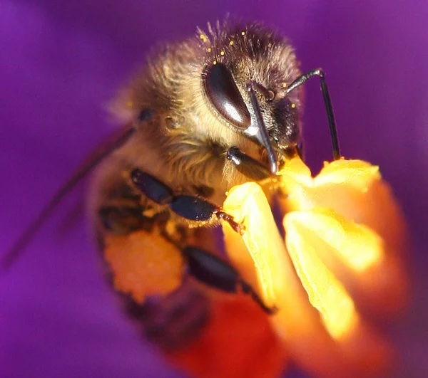 Lkbahar Crocus Çiçekleri Açar — Stok fotoğraf