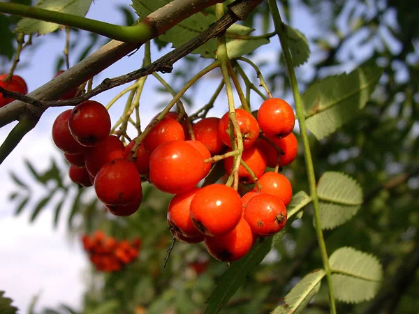 Berry Primo Piano Shot Concetto Cibo Sano — Foto Stock