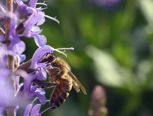 Одна Бджола Одна Бджола Додаток Інших 5000 Пантерних Змі Вулик — стокове фото
