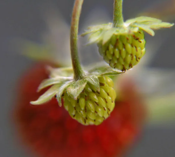 野生草莓在这里的不成熟采摘果实只有2毫米大小 — 图库照片