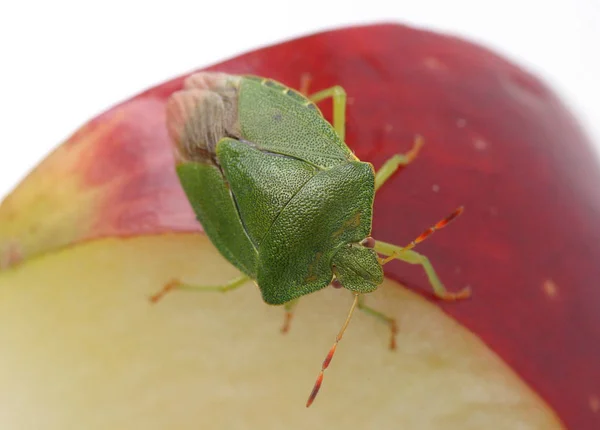 Közelkép Bug Vad Természet — Stock Fotó