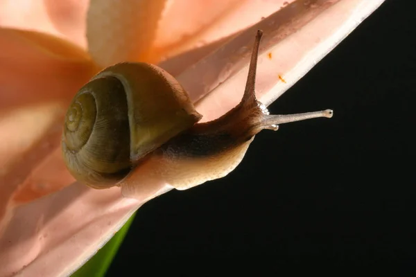 Schleimige Schnecke Schneckenkrebse — Stockfoto