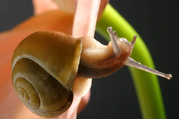 Slimy Slug Snail Crawler — Stock Photo, Image