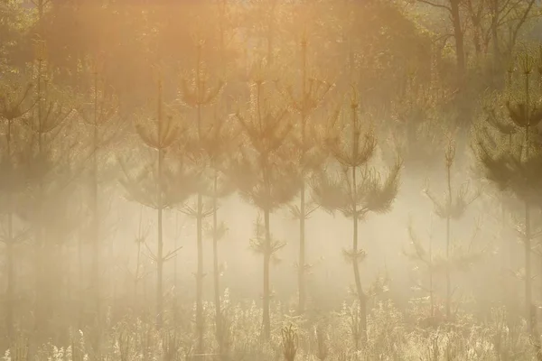 Pins Dans Lumière Matin — Photo