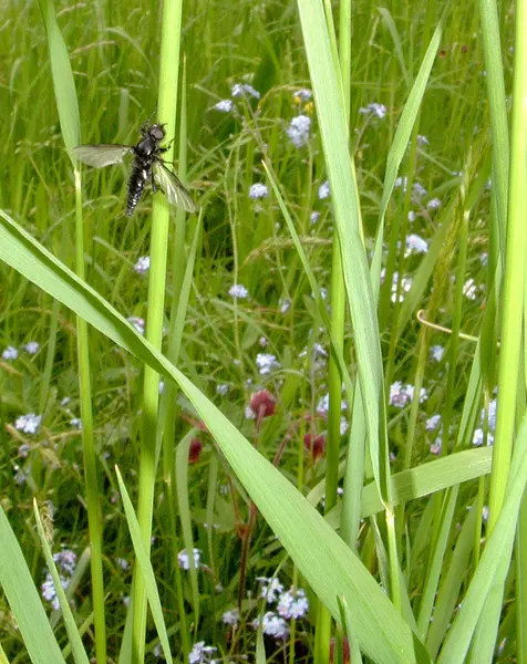 Närbild Insekter Naturen — Stockfoto