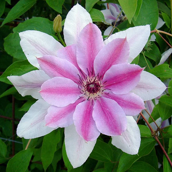 Purpurowe Płatki Kwiatów Clematis — Zdjęcie stockowe