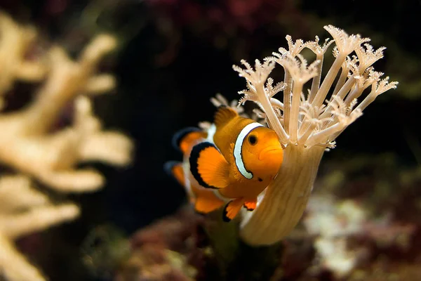 Peces Payaso Mar Bajo Agua — Foto de Stock