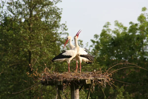Storks Long Legged Long Necked Wading Bird — Stock Photo, Image