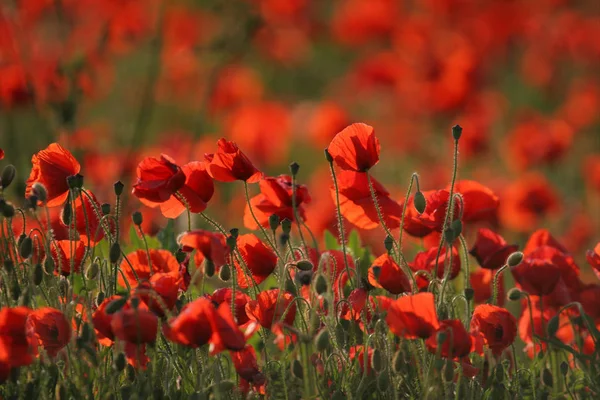 Close Uitzicht Mooie Wilde Papaver Bloemen — Stockfoto