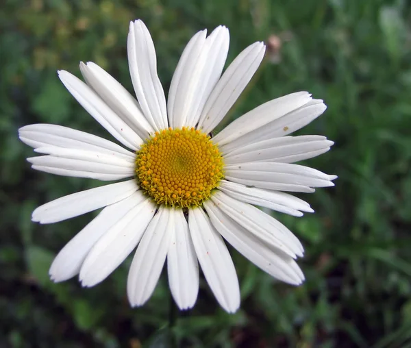 Bel Colpo Botanico Carta Parati Naturale — Foto Stock