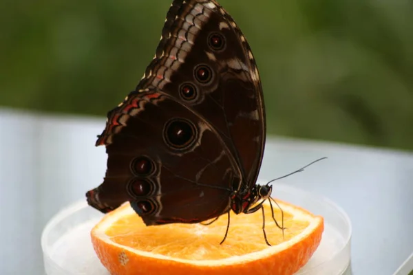 Closeup View Beautiful Colorful Butterfly — Stock Photo, Image