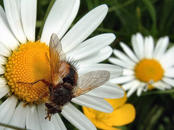 Esta Mosca Elegido — Foto de Stock