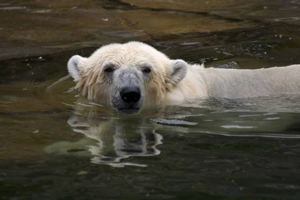 Närbild Djur Zoo — Stockfoto