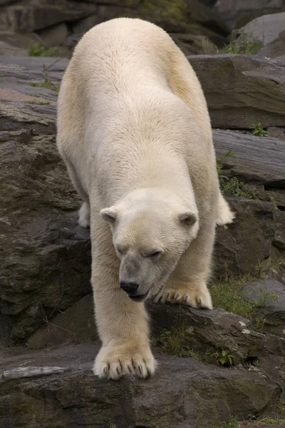 北极白北极熊捕食者 — 图库照片