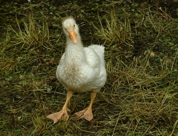 Festői Kilátás Gyönyörű Madár Természetben — Stock Fotó