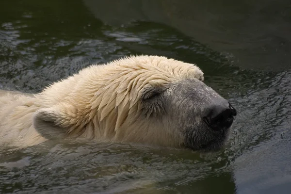 Großaufnahme Von Tier Zoo — Stockfoto